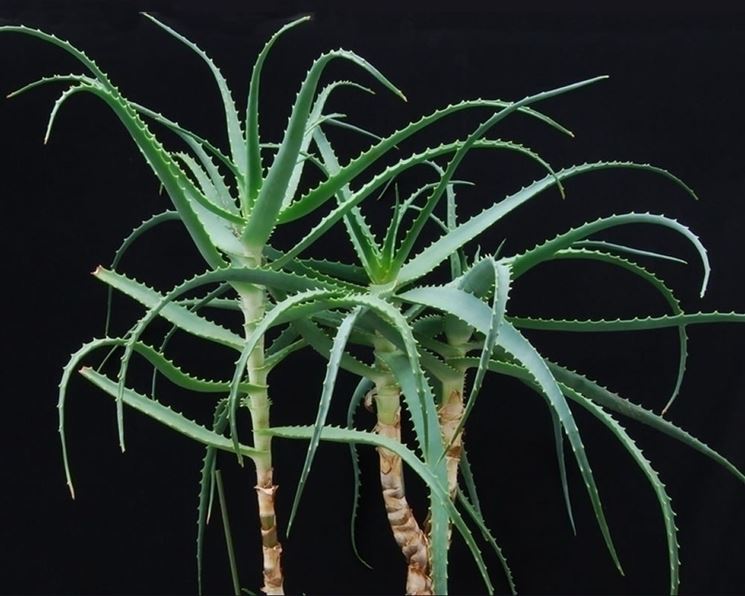 Aloe arborescens