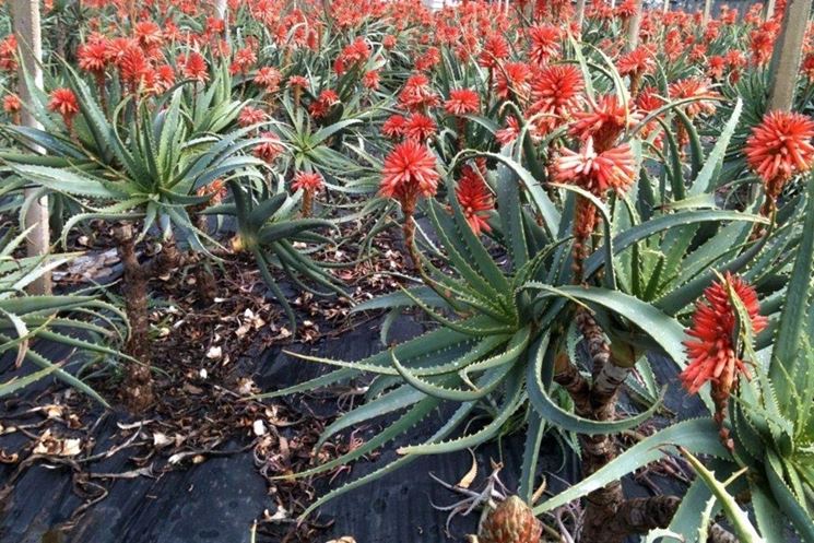 fiori aloe arborescens