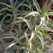 aloe arborescens 