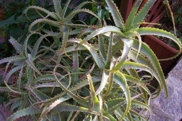 aloe arborescens 