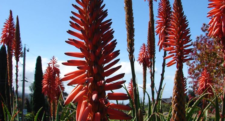 aloe arborescens 