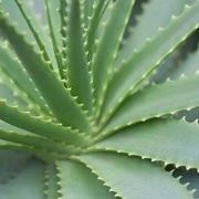 aloe barbadensis