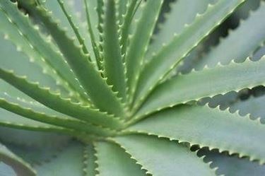 aloe barbadensis