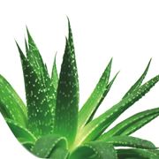 Aloe