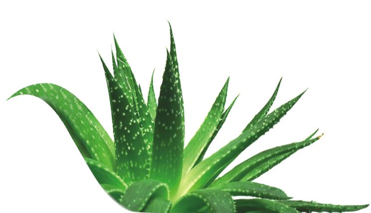 Aloe