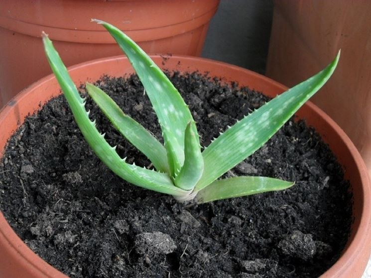 classico vaso per aloe