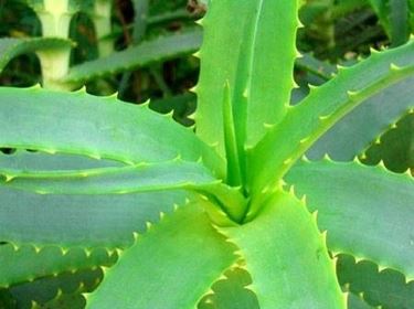 aloe