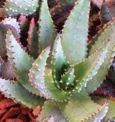 aloe ferox