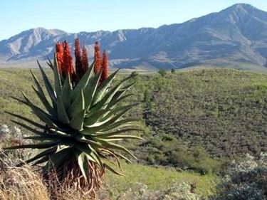 aloe ferox