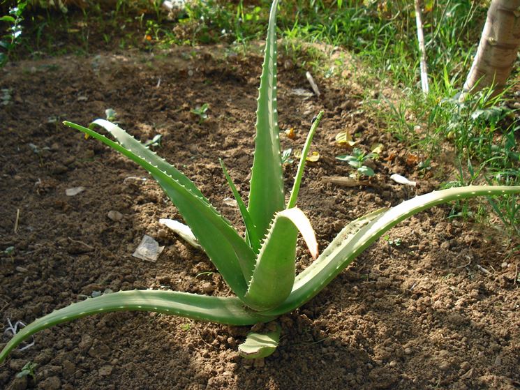 aloe gel