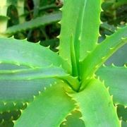 aloe