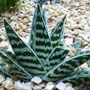 aloe variegata