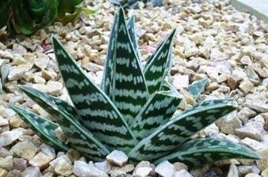 aloe variegata