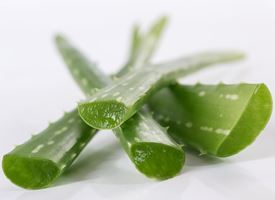 Aloe vera coltivazione