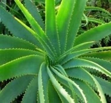 aloe vera