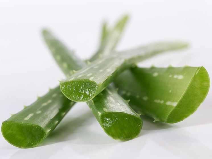 aloe vera