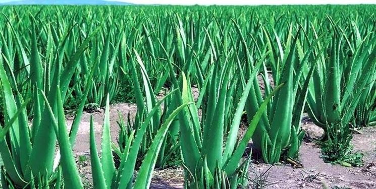 coltivazione aloe vera