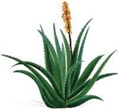 Aloe vera