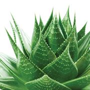 Pianta di aloe vera