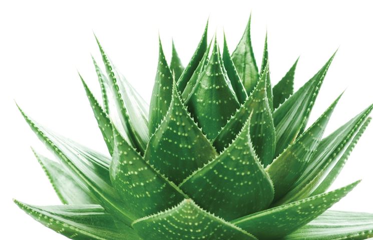 Aloe vera pianta - Aloe - Pianta di aloe vera