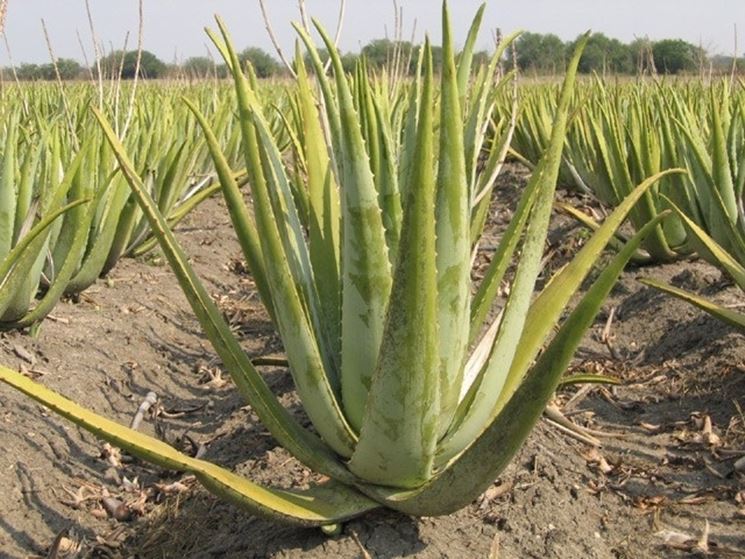 Aloe in clima arido