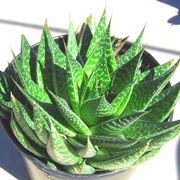 aloe