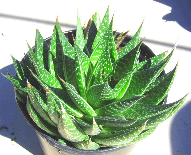 aloe vera sul viso brucia