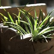 Aloe vera in casa