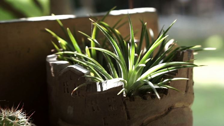 Aloe vera in casa