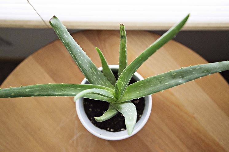 pianta di aloe