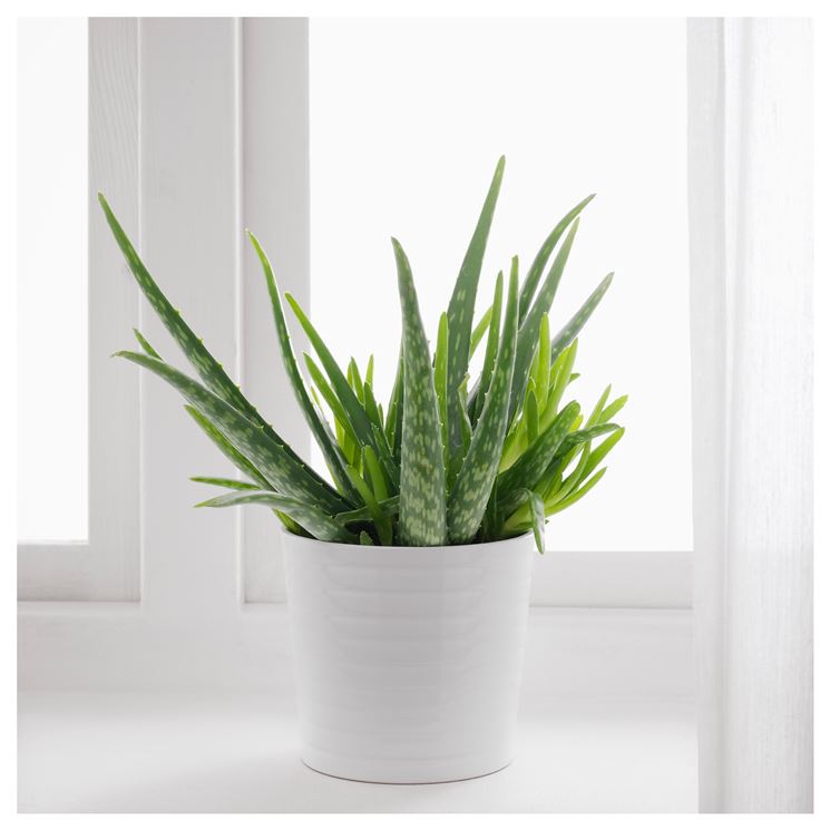 aloe in vaso