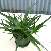 Una pianta di aloe molto rigogliosa