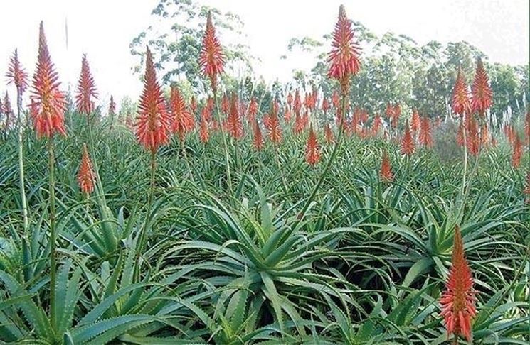 Una coltivazione di Aloe Arborescens