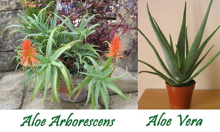 Si ritiene che l'aloe abbia anche propriet antitumorali