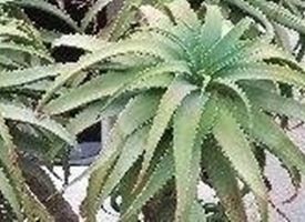 Piante di aloe