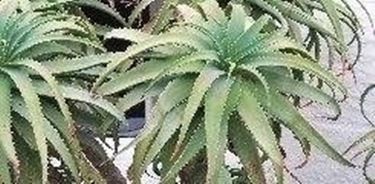 Aloe