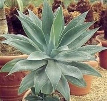 aloe vera