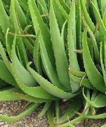 coltivare aloe