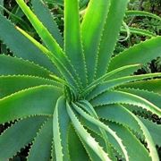 aloe