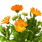 Crema calendula