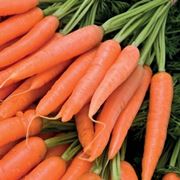 mazzo di carote per decotto