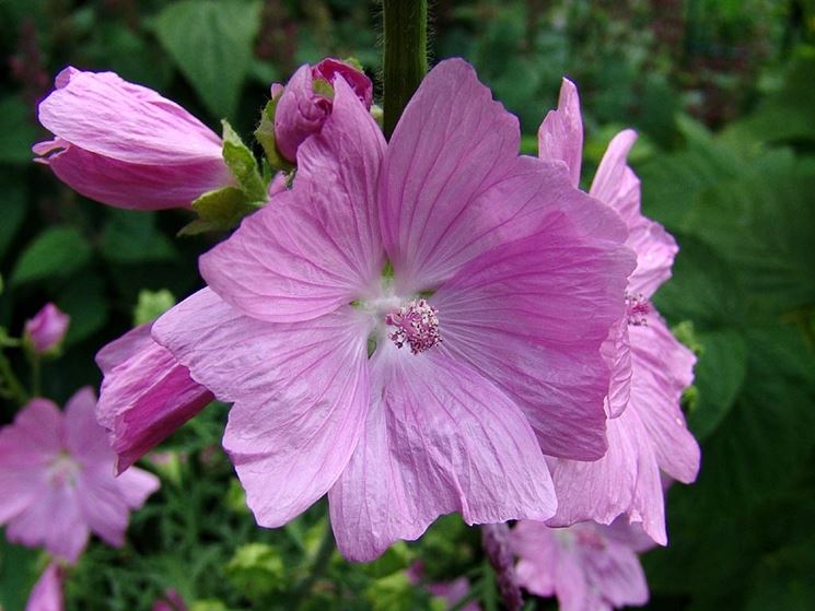 Malva moschata