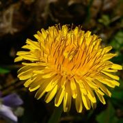 Il fiore di tarassaco