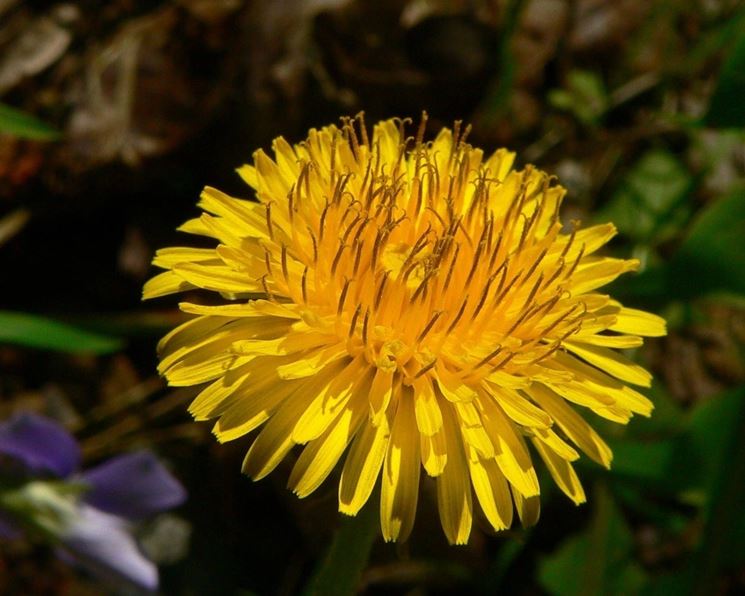 Il fiore di tarassaco