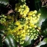 Mahonia