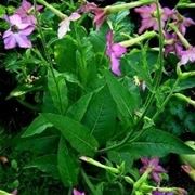 Nicotiana