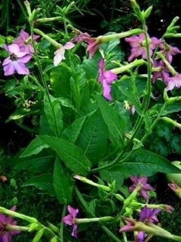 Nicotiana