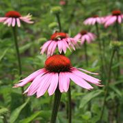 Echinacea purpurea