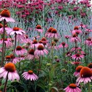 echinacea purpurea