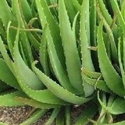 Aloe